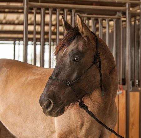 CLASSIC EQUINE BLANKET TOP ALPACA FELT SADDLE PAD * RECEIVE YOUR ROPE HALTER AND LEAD ROPE GIFT WITH PURCHASE* 2 CLASSIC EQUINE BLANKET TOP ALPACA FELT SADDLE PAD * RECEIVE YOUR ROPE HALTER AND LEAD ROPE GIFT WITH PURCHASE* - Image 2