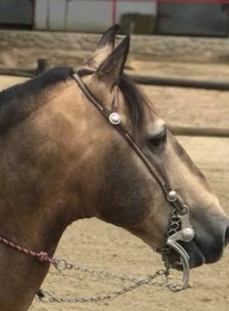 Horse Bit 7 Cheek 1 Horse Bit 7 Cheek