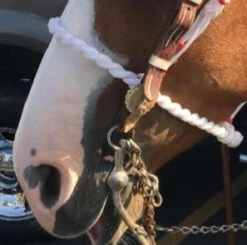 BOSAL DE CABALLO COLOR ROJO. RED BOSAL FOR HORSES -HerraduraDeOro BOSAL DE CABALLO CIN 08 07 2019