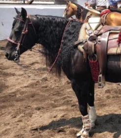 FRENO CHARRO . Mexican Unique Charro Horse Bit -HerraduraDeOro G 7