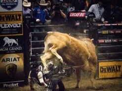 2020 Phoenix Pro Max Adult Rodeo Vest (Black) -HerraduraDeOro P 7 04 19 2019 jpg