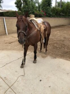 CANILLERAS NEGRAS TOUGH -1 MEDIANAS.TOUGH - 1 EXTREME VENTED SPORT BOOTS MEDIUMS -HerraduraDeOro image 04fd05e7 ca85 41fb afb5 46132c096458