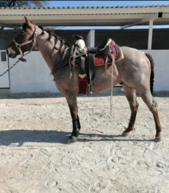 CANILLERAS NEGRAS PROFESSIONAL CHOICE. BLACK SMB COMBO BOOTS -HerraduraDeOro image 52f8f1ec e346 4477 b1a1 398b401da1f9