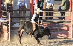 2020 Phoenix Pro Max Adult Rodeo Vest (Black) -HerraduraDeOro image 6286559a e5dc 4438 a51d db768b53e20b