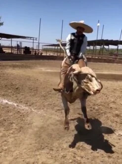 2020 Phoenix Pro Max Adult Rodeo Vest (Black) -HerraduraDeOro image 833b2625 70c3 44ab 8bc0 7c68ad6c8f26