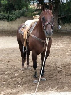 CANILLERAS NEGRAS TOUGH -1 MEDIANAS.TOUGH - 1 EXTREME VENTED SPORT BOOTS MEDIUMS -HerraduraDeOro image b356ebab 5323 43e8 9bd3 2f80d49c96fd
