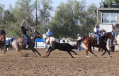 Men's UNDER ARMOUR Tech Polo -HerraduraDeOro image cee76ca4 a188 440f 89d6 661cd1ee8bf2