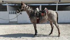 CANILLERAS NEGRAS PROFESSIONAL CHOICE. BLACK SMB COMBO BOOTS -HerraduraDeOro image d306ee8e cc98 4085 9715 b8d8cef56485